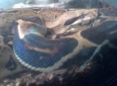 Fang's Close Up Shot