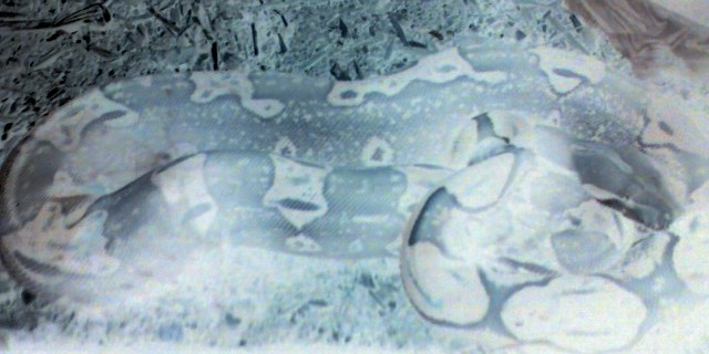 My Boas In Negative Forms :)