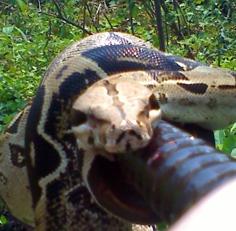 4 1/2 year old BCI