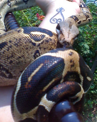 4 1/2 year old BCI