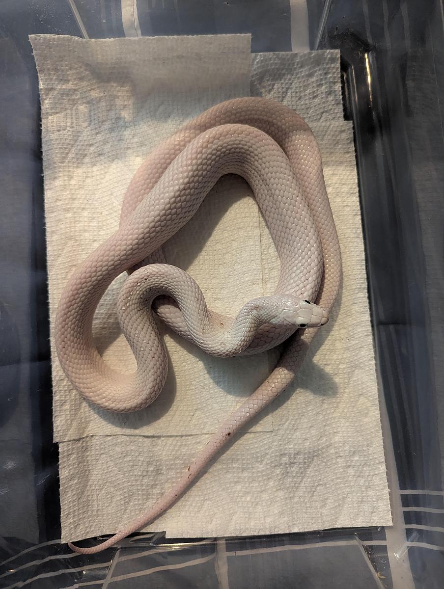 female rat
