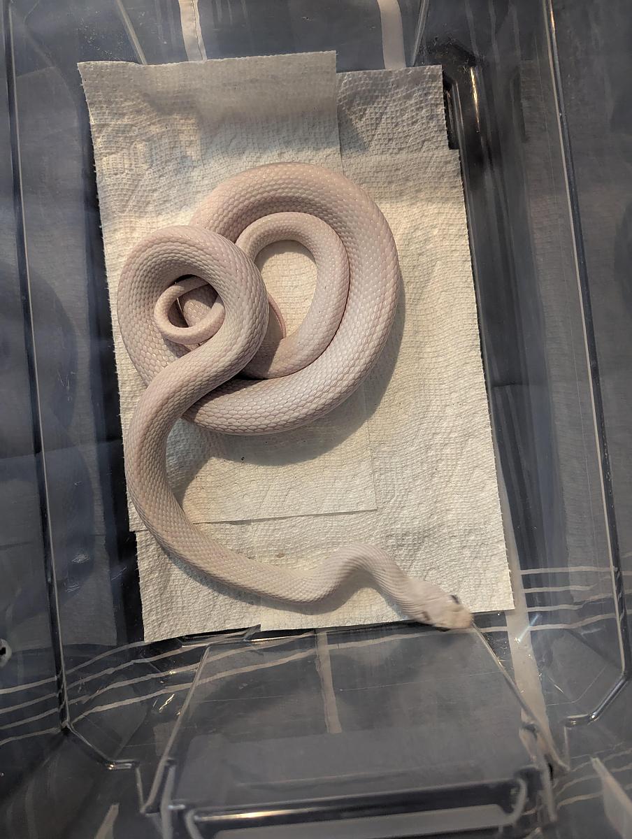 male rat