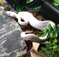 Bella's Enclosure Upgrades