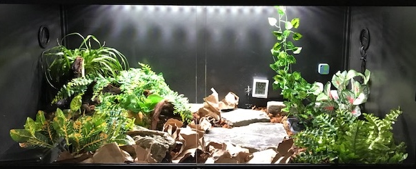 Bella's Enclosure Upgrades