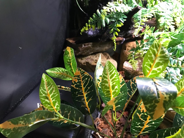 Bella's Enclosure Upgrades