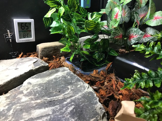 Bella's Enclosure Upgrades
