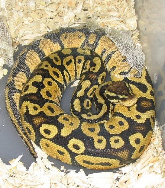 Pastel in shed