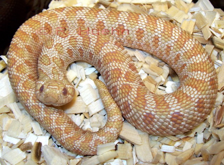 Fluor Albino