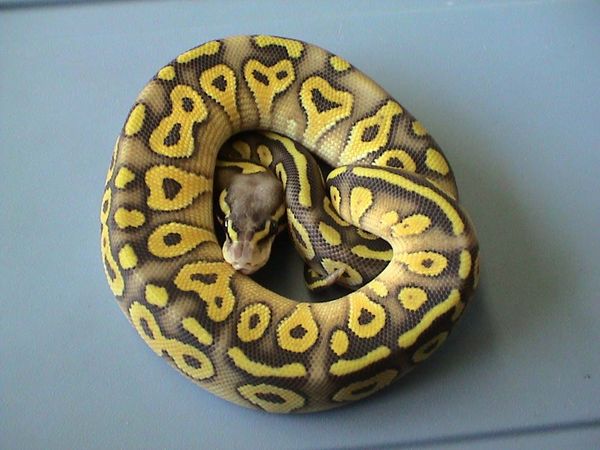 Superpastell-Mojave