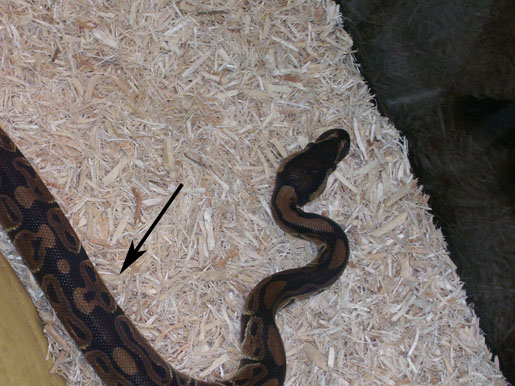 Izzy's Cool Markings