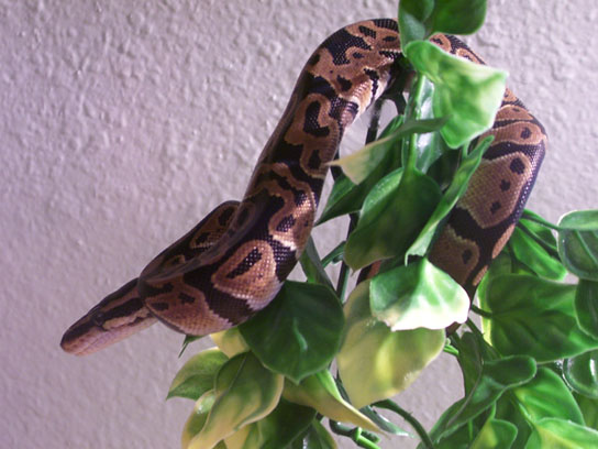 Mae Poses On Her Vine