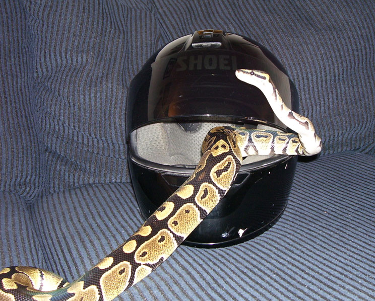 Woodstock Feels The Wind In His Scales!