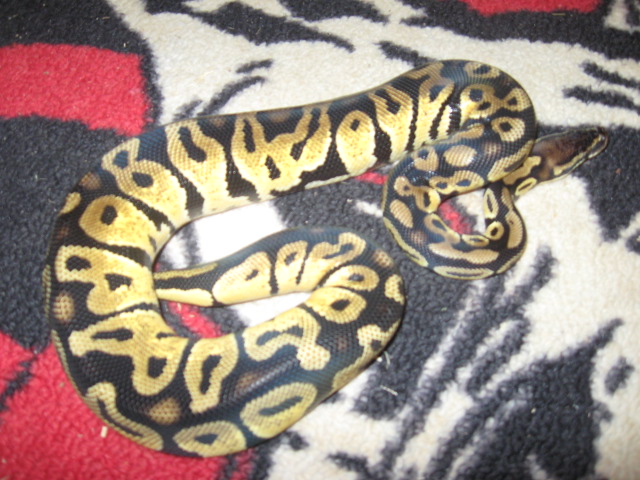  Pastel Male