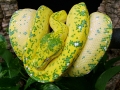 High Yellow Green Tree Python