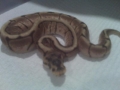 Headsy's Ball Pythons