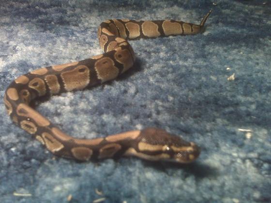 Headsy's Ball Pythons