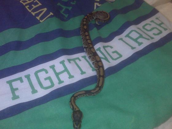Headsy's Ball Pythons