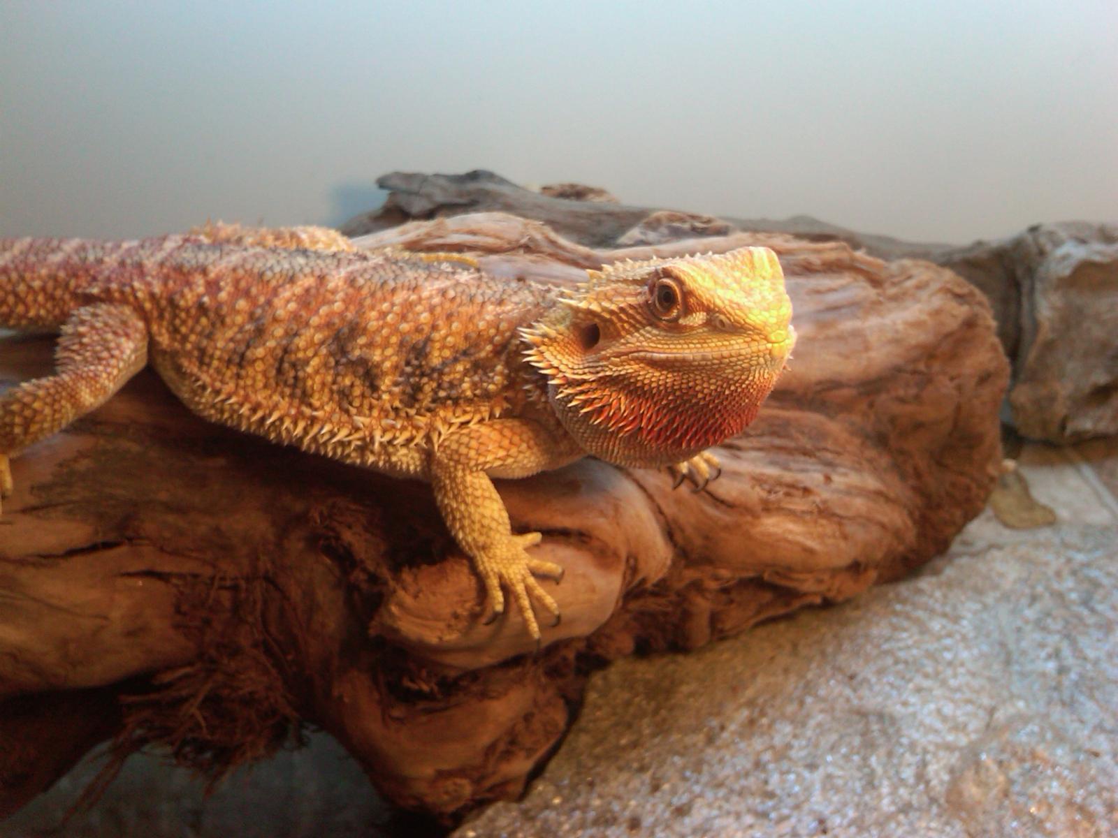 Bearded Dragon