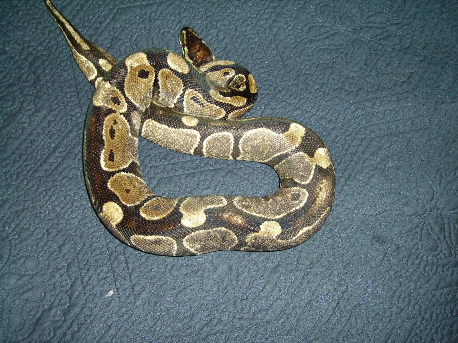 Frank