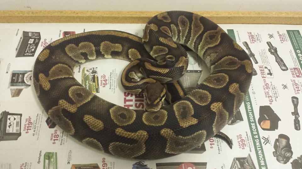 Chocolate Het Pied