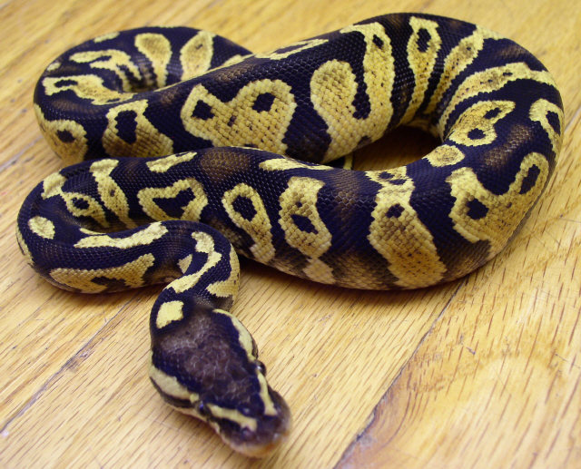 Pastel Yellow Belly Chocolate?