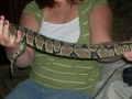 A Ball Python