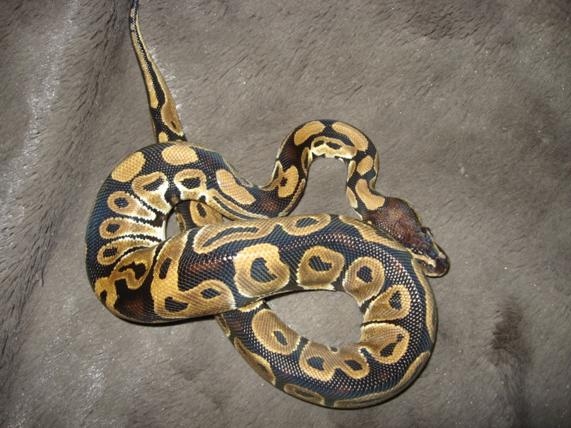 Pheonix5