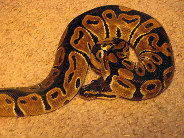 Snake2