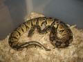 Pastel Ball Python