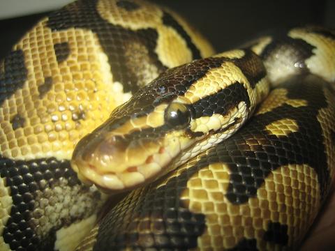 Pastel Ball Python