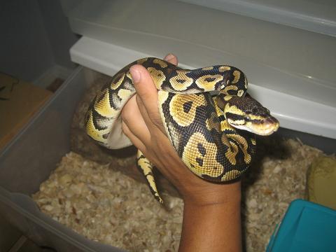 Pastel Ball Python