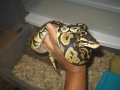 Pastel Ball Python