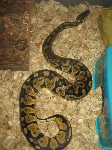 Pastel Ball Python