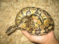 Pastel Ball Python