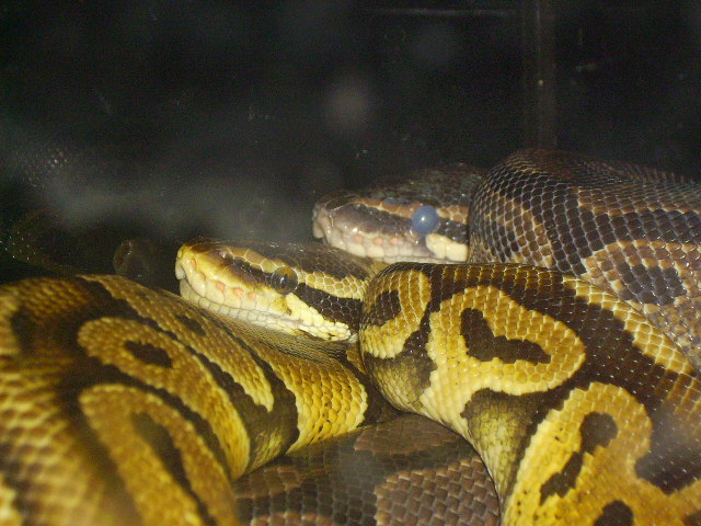 Pastle And Normal Doing Their Thing