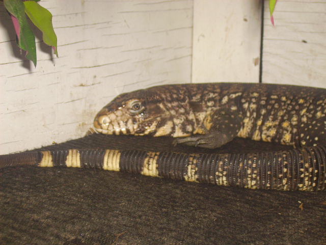 B&w Tegu