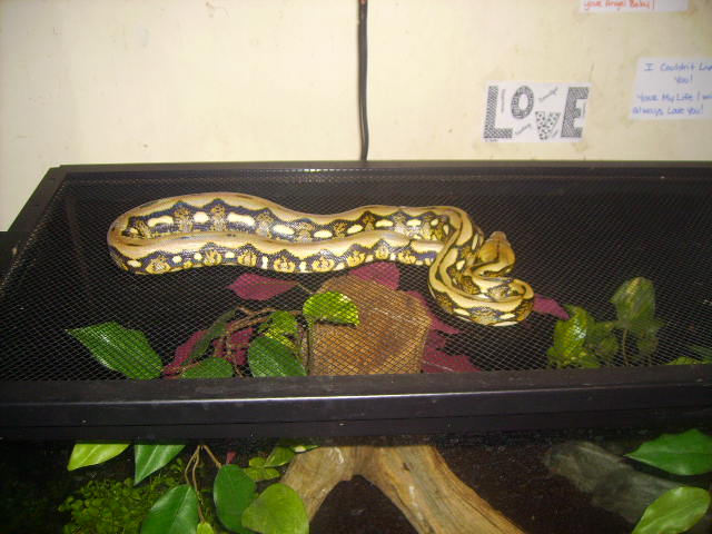 Female Tiger