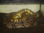 My Pastel Male And Normal Female Doing Their Thing