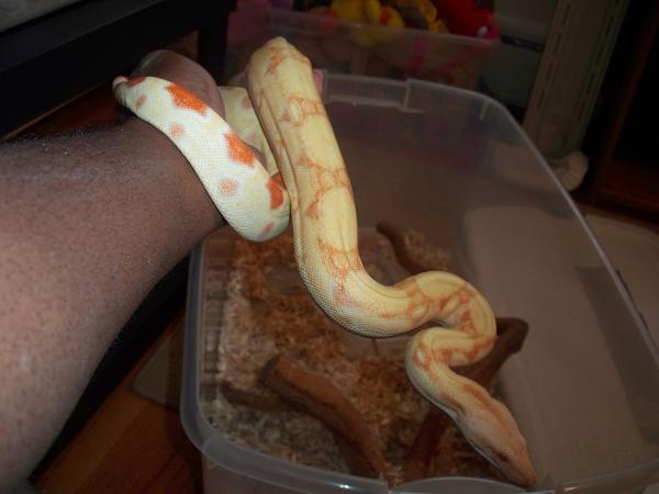Creamsicle09
