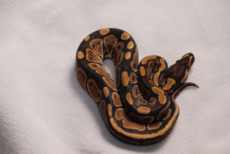 66% Het Pied Female
