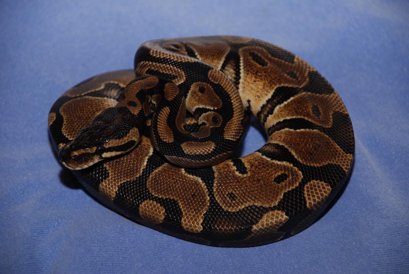 Granite Female 2