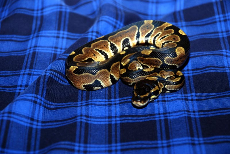 Granite Hypermelanistic 2