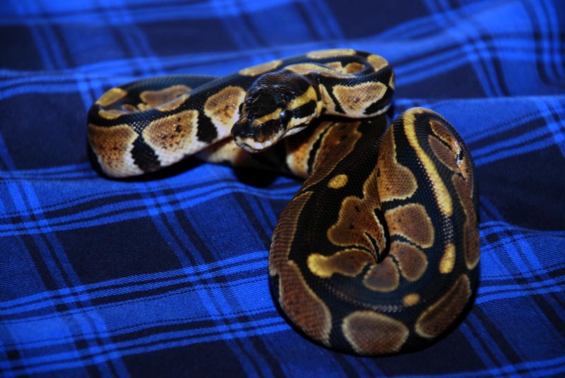 Granite Hypermelanistic 4