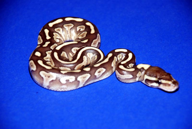 New Lesser Baby #4