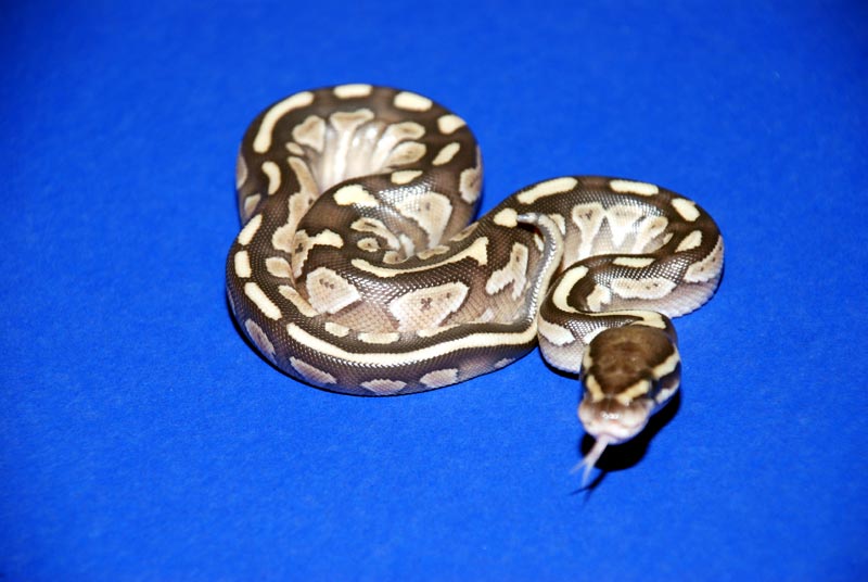 New Lesser Baby #5
