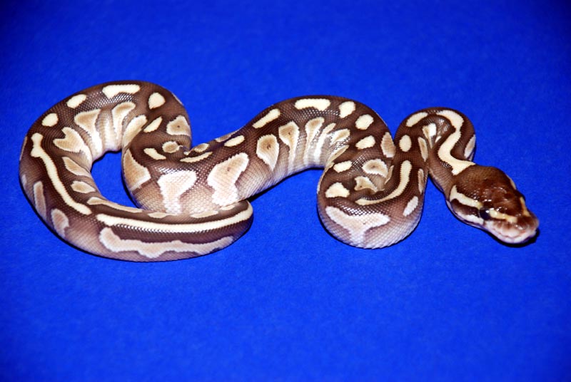 New Lesser Baby #6