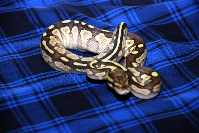 New Baby Lesser Girl 3