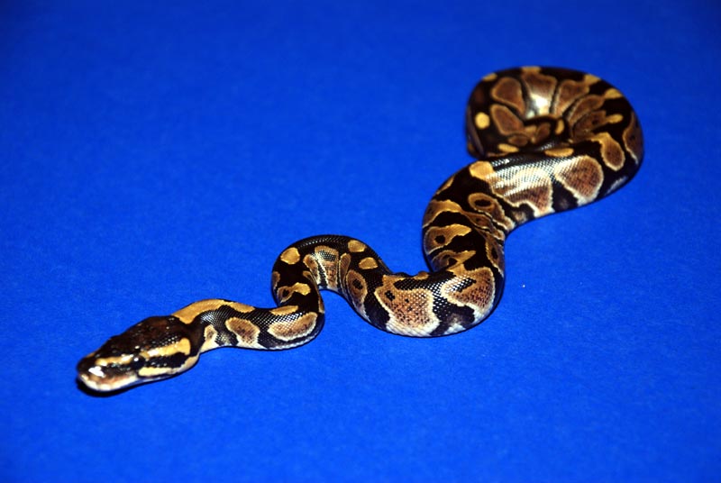 Normal Baby 1 From Lesser Clutch