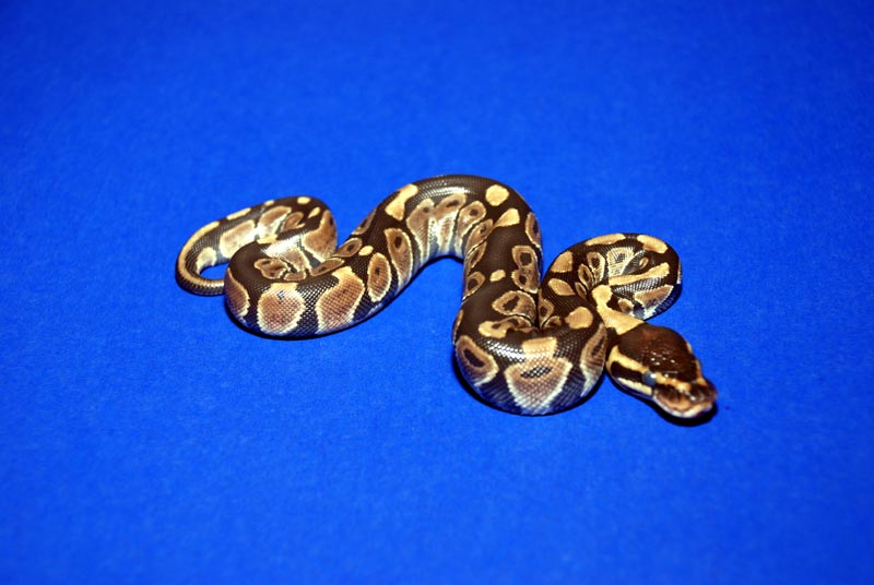 Normal Baby 2 From Lesser Clutch