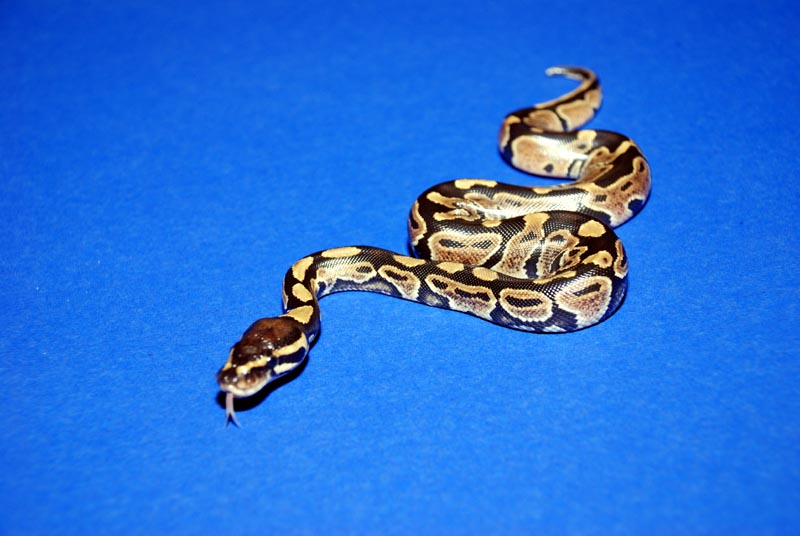 Normal Baby 3 From Lesser Clutch